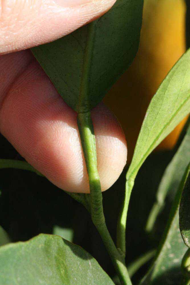            Petiole (Fisher, Riverside, CA)   